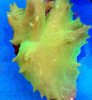 Green leather coral frag