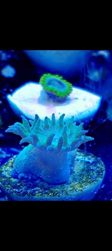 Larger polyed blue turbin coral frag