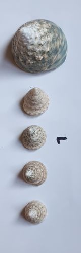 Empty hermit crab shells pack 7