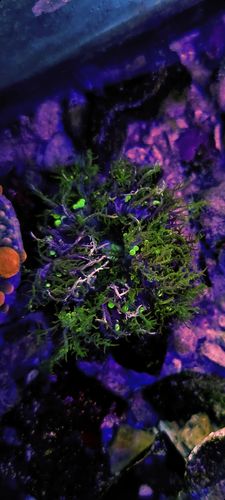 rare Thalassianthus aster anemone