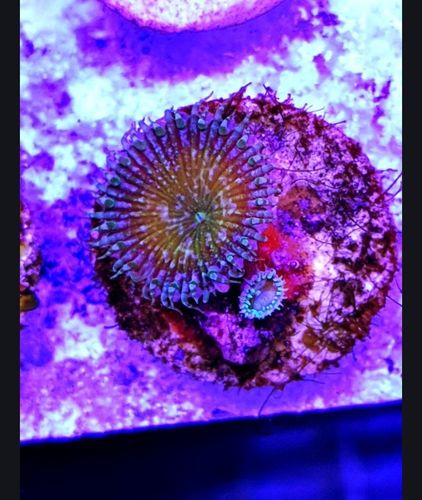 Grimace paly zoa