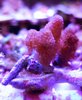 Colt coral soft coral frag