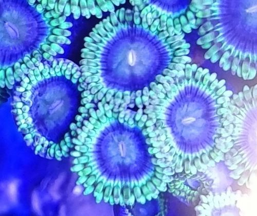 Special offer 4 heads of blue rhinos zoas