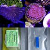 Cabbage coral & short tentacle toldstool with phytoplankton and copepods pouchs offer of the week