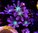 Purple firework clove polyps
