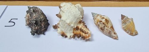 Pack 5 empty hermit crab shells new homes for your hermits