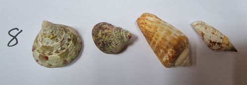 Pack 8 empty hermit crab shells new homes for your hermits