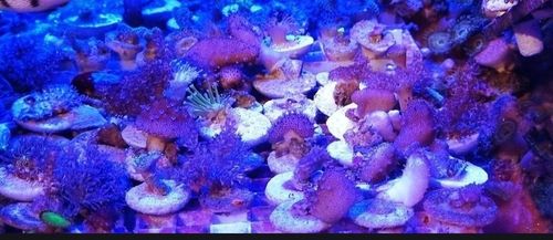 Set of 3 randomly picked out soft coral frags from our large selection