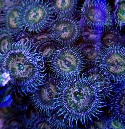 Grimace paly zoa cluster