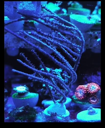 Photosynthetic sea whip gorgonian frag 2-3 inch