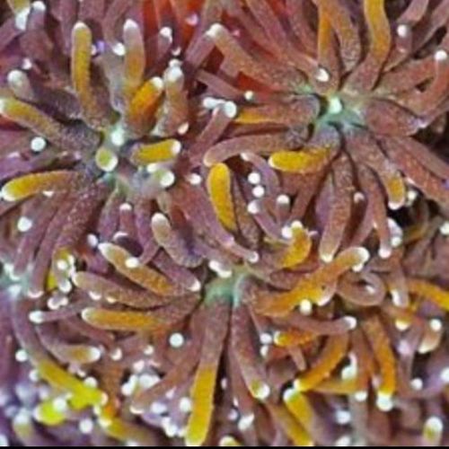 Orange rainbow galexia lps coral frag