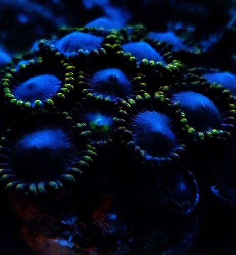 Cluster of gold midas zoas