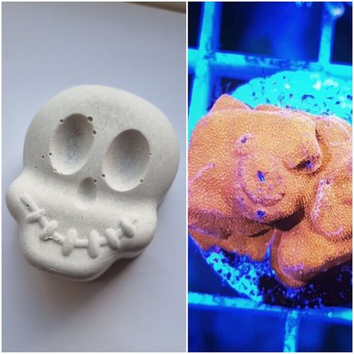 Limited offer skull grow out rock with frag of golden Sun psamacora