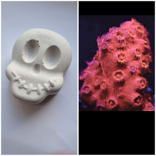 Limited offer skull grow out rock with frag of flicker flame Cyphastrea