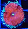 Red death paly zoa