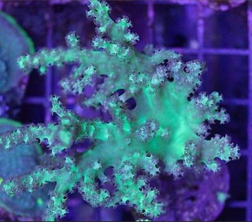 Green finger coral 3 - 4 inch coral