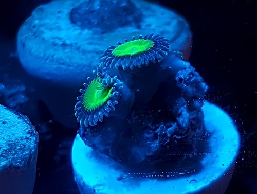 Candy apple greens zoas