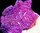 Purple panther pavona frag