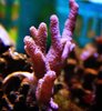 White yellow polyp finger coral on rock rubble