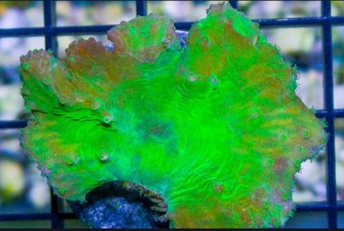 Neon Green cabbage coral frag