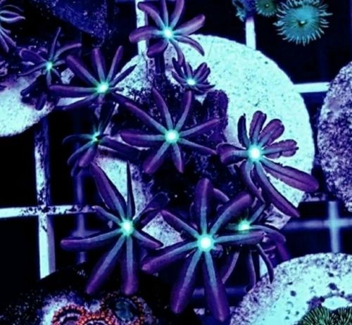 Jasmine clove polyps cluster