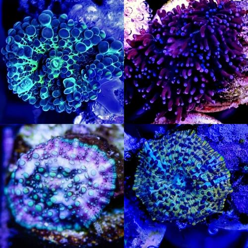 Ultra mushroom pack of these four amazing mushroom corals