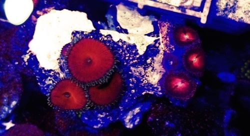 Zoa Garden on live rock wysiwyg Red deaths and purple bees zoas