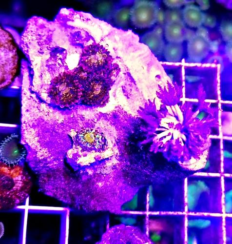 Coral garden pandora zoa, pulsing xenia, rainbow ricordea yuma mushroom