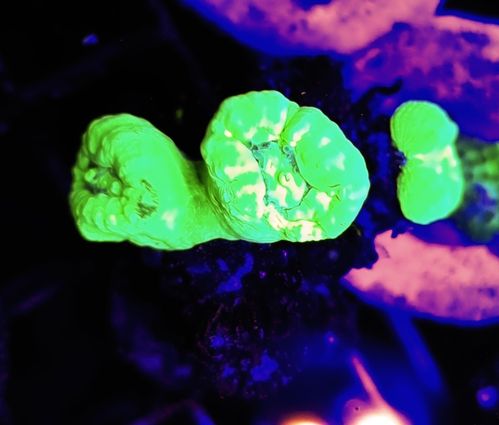 3 heads of suoer neon Green candy cane trumpet coral