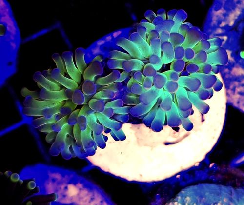 Twin head lilac blue tipped hammer coral