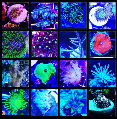 16 piece softy pack one of each corals pictured included free postage